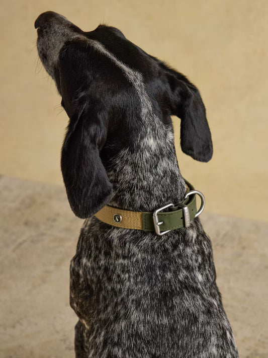 Dog Collar