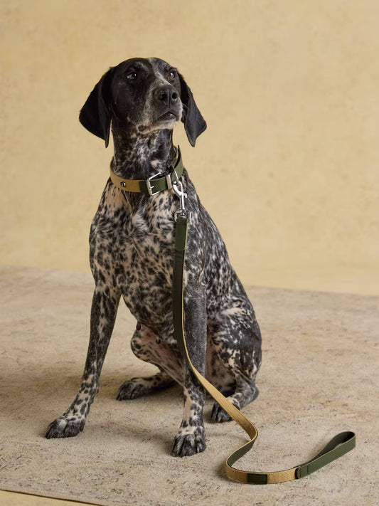 Dog Lead