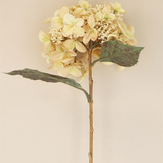 Young Ideas/Henmores - Lacecap Hydrangea Stem - Cream - Short