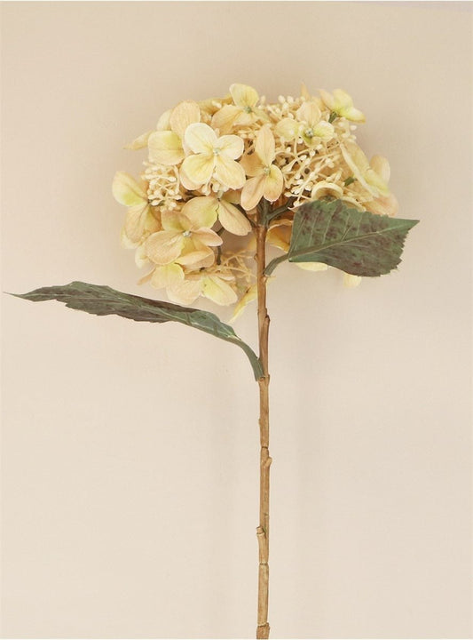 Young Ideas/Henmores - Lacecap Hydrangea Stem - Cream - Short
