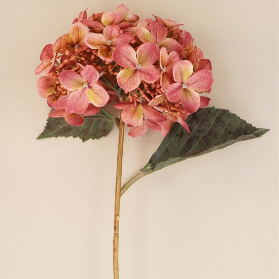 Young Ideas/Henmores - Lacecap Hydrangea Stem - Dusky Pink - Short