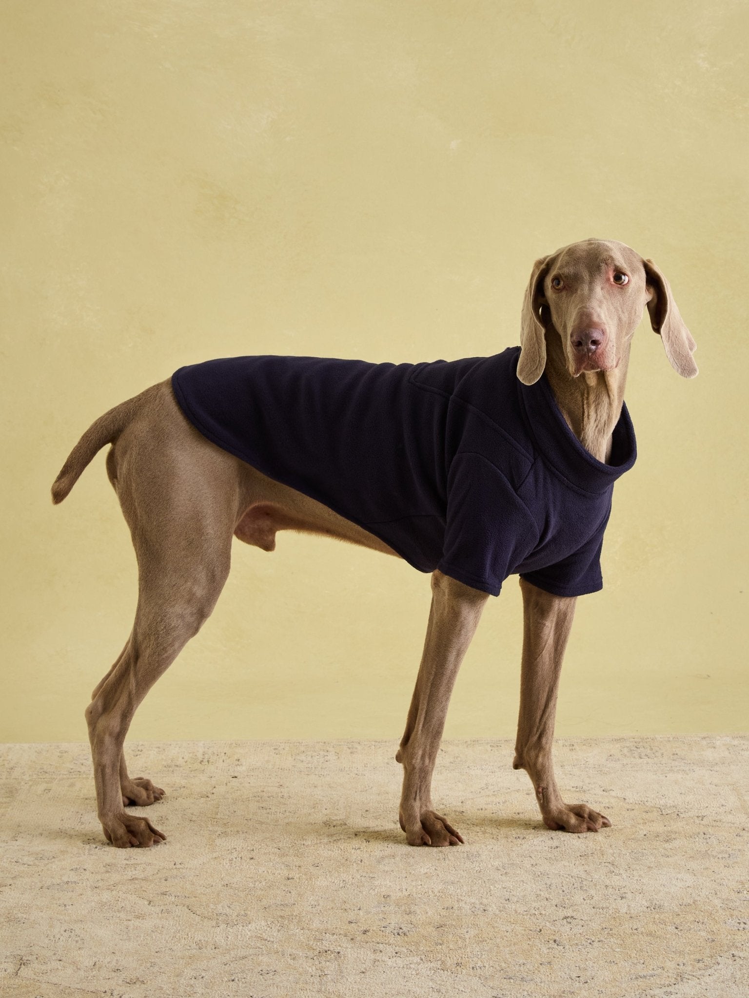 Young Ideas & Henmores -Dog Fleece -Navy -S